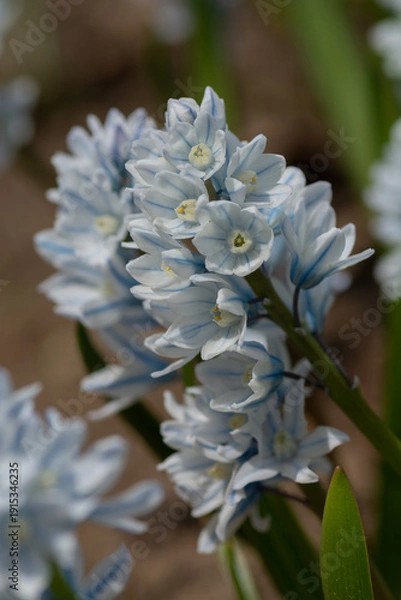 Obraz 春の庭に咲く白い可愛い花　プスキニア
