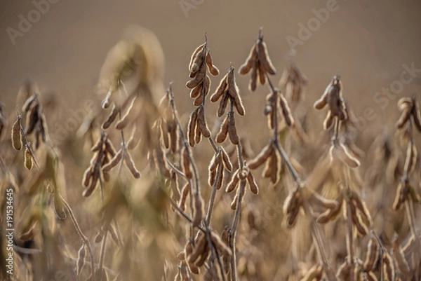 Obraz Plantação de Soja