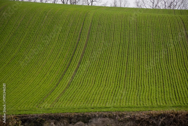 Obraz 春の緑のムギ畑
