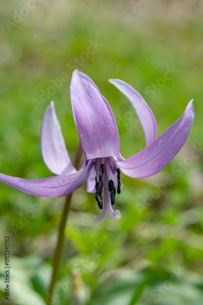 Obraz 春の野山に咲くピンクの可愛い花　カタクリ
