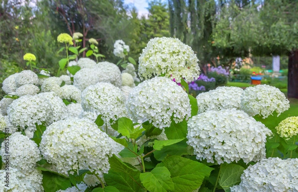 Obraz Hydrangea macrophylla in a garden.