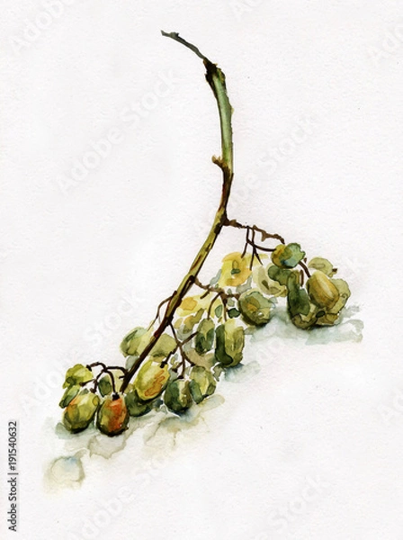 Fototapeta Рисунок акварелью "Гроздь винограда"