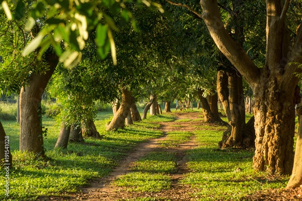Fototapeta way through trees