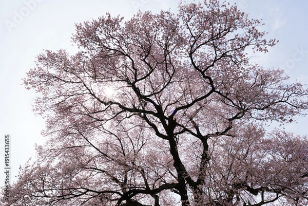 Obraz わに塚の桜