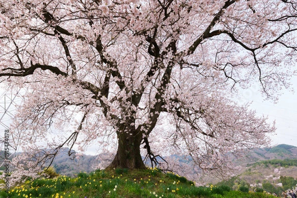 Obraz わに塚の桜