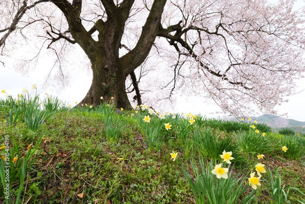 Obraz わに塚の桜