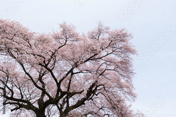Obraz わに塚の桜