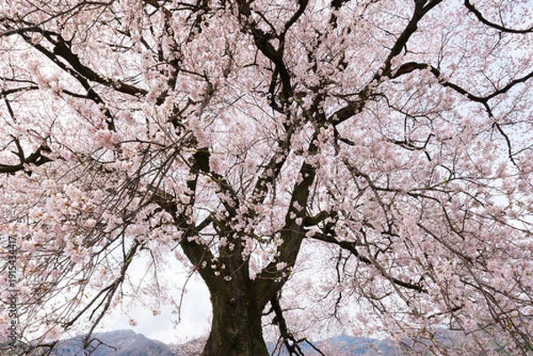 Obraz わに塚の桜