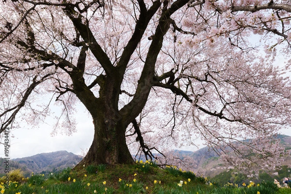 Obraz わに塚の桜