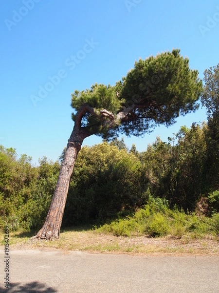 Obraz tree in the park