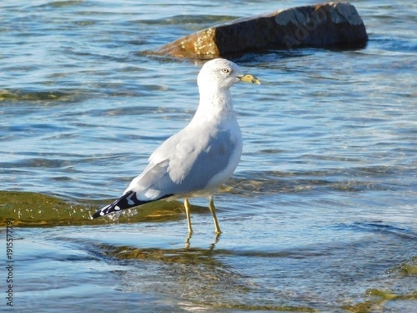 Obraz Sharp-eyed Seagull in River