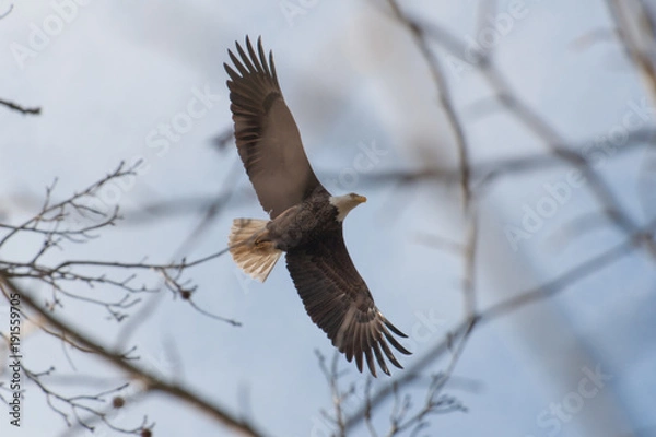 Obraz Bald Eagles Flying