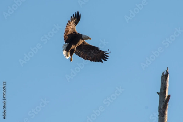Obraz Bald Eagles Flying
