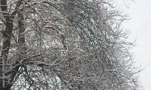 Obraz Snow-covered apricot tree