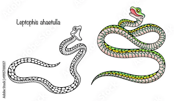 Obraz Leptophis ahaetulla