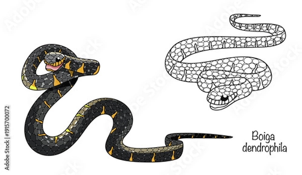 Obraz Boiga dendrophila