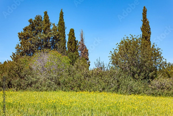 Obraz Fresh green spring grass
