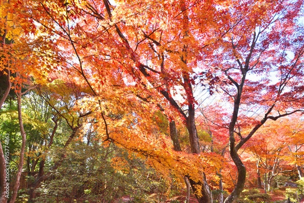 Obraz 宝筐院の紅葉