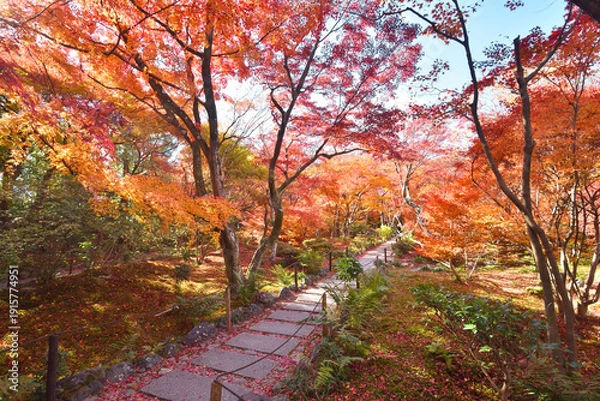 Obraz 宝筐院の紅葉