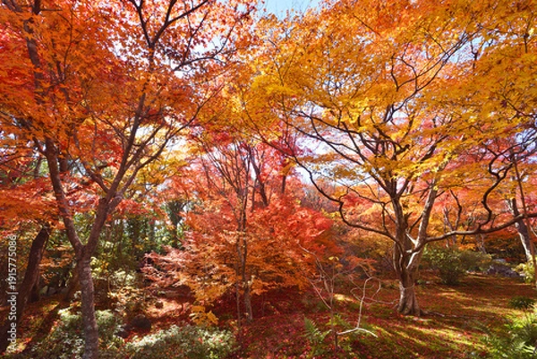 Obraz 宝筐院の紅葉