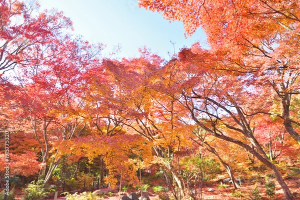 Obraz 宝筐院の紅葉