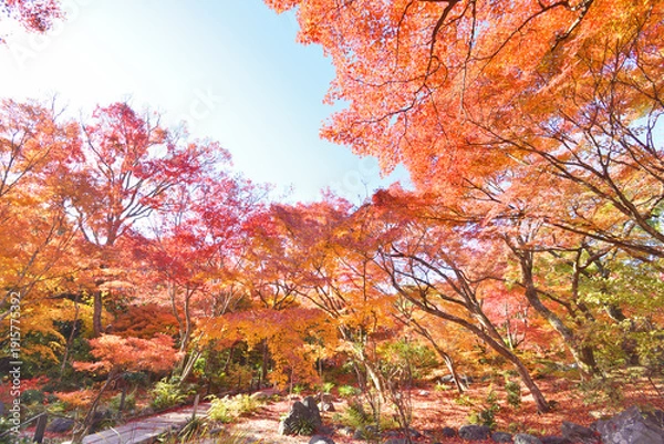 Obraz 宝筐院の紅葉