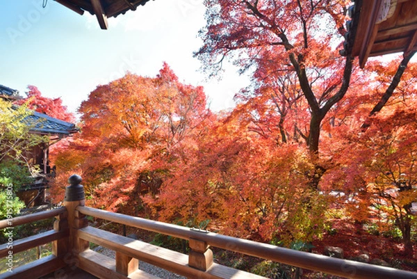 Obraz 宝筐院の紅葉