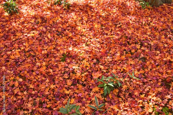 Obraz 宝筐院の紅葉