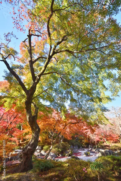 Obraz 宝筐院の紅葉