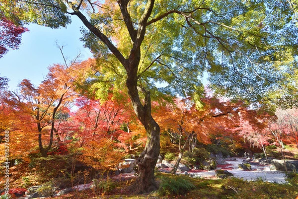 Obraz 宝筐院の紅葉