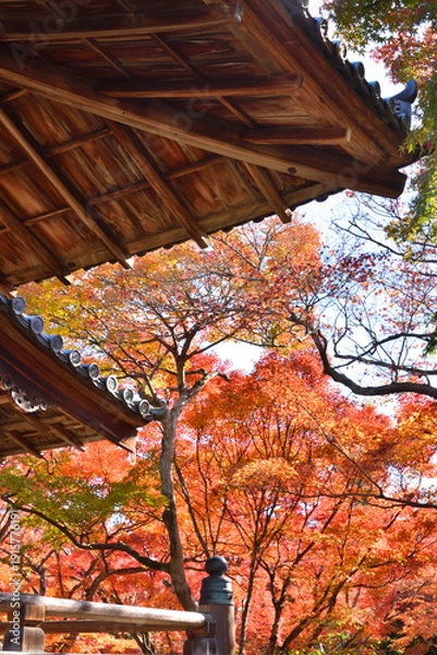 Obraz 宝筐院の紅葉