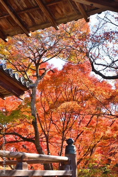 Obraz 宝筐院の紅葉