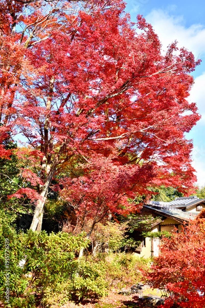 Obraz 宝筐院の紅葉