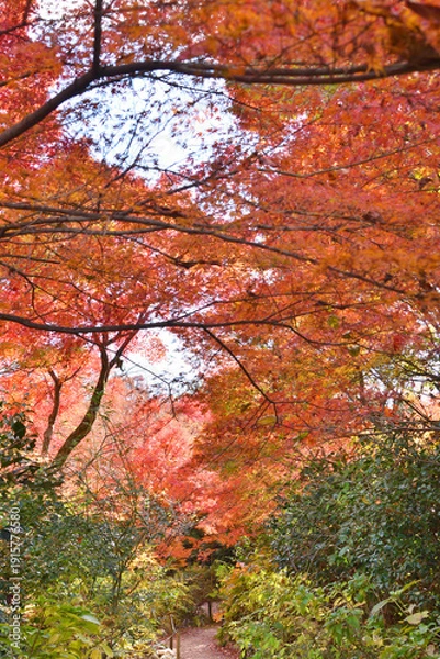 Obraz 宝筐院の紅葉