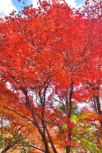 Obraz 宝筐院の紅葉