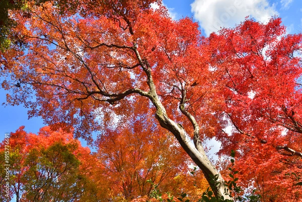 Obraz 宝筐院の紅葉