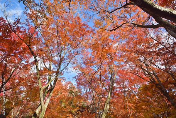 Obraz 宝筐院の紅葉