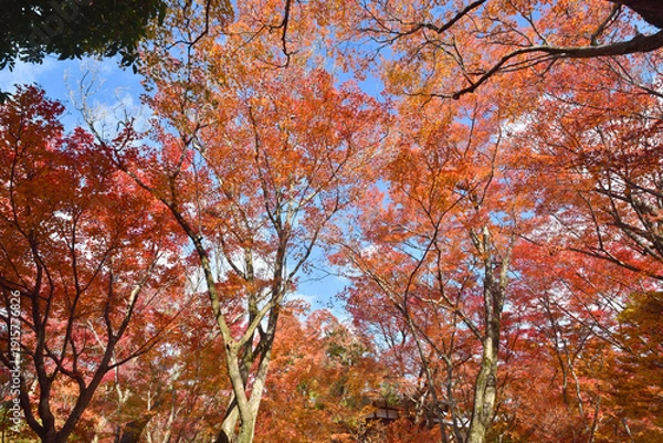 Obraz 宝筐院の紅葉