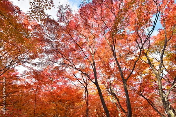 Obraz 宝筐院の紅葉