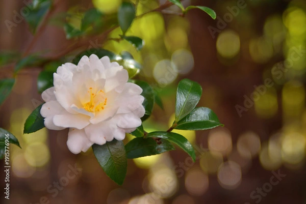 Obraz 宝筐院の椿