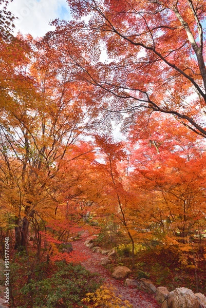 Obraz 宝筐院の紅葉