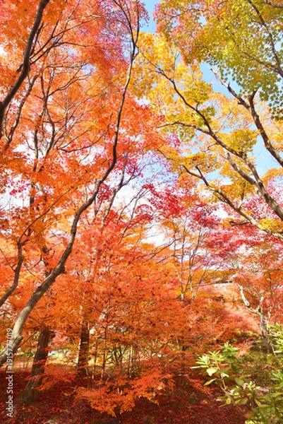 Obraz 宝筐院の紅葉