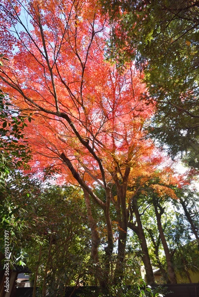 Obraz 宝筐院の紅葉