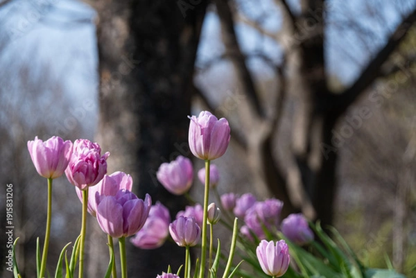 Obraz アイスチューリップ