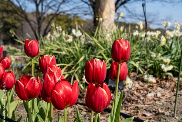 Obraz アイスチューリップ