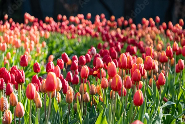 Obraz アイスチューリップ