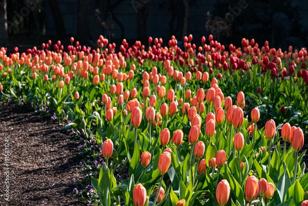 Obraz アイスチューリップ