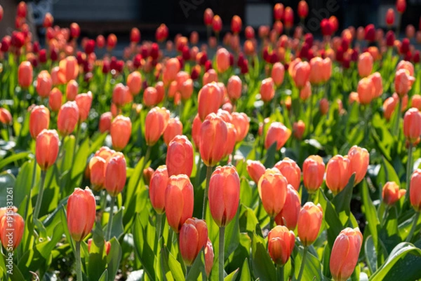 Obraz アイスチューリップ