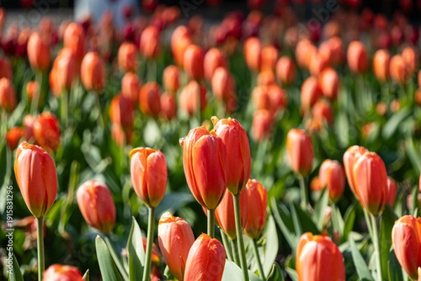 Obraz アイスチューリップ