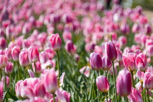 Obraz アイスチューリップ